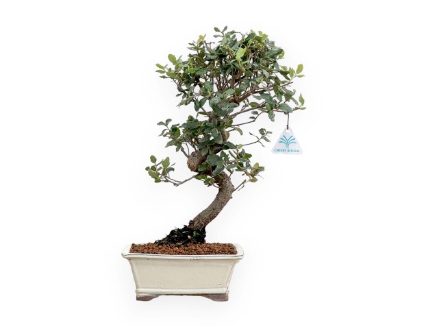 Quercus Suber - Cork Oak - 46 cm