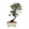 Quercus Suber - Chêne-liège - 46 cm