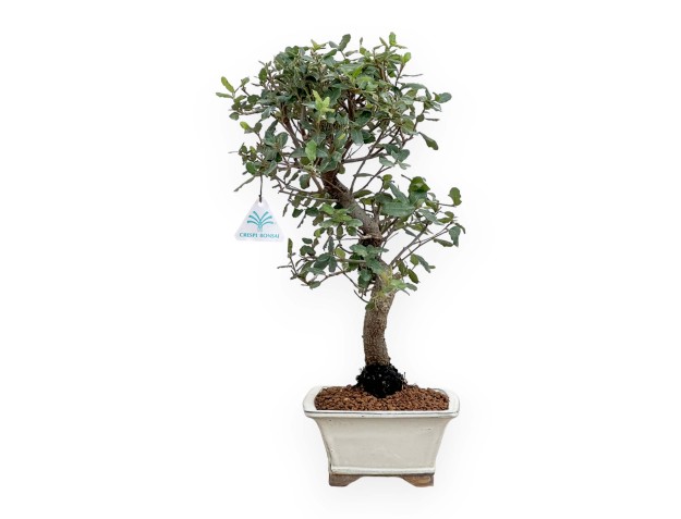 Quercus Suber - 46 cm 2