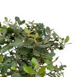 Quercus Suber - Chêne-liège - 46 cm