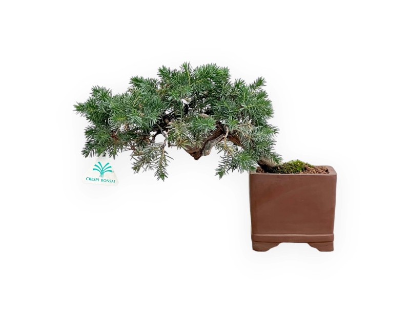 Juniperus Rigida - Enebro - 27 cm