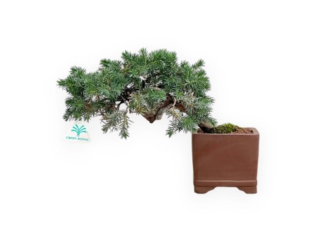 Juniperus Rigida - Enebro - 27 cm