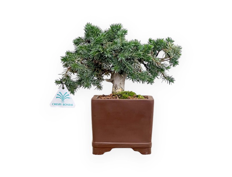 Juniperus Rigida - Genévrier Rigide - 27 cm