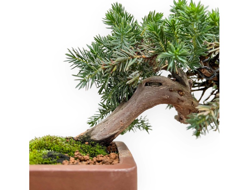 Juniperus Rigida - Ginepro ad aghi - 27 cm