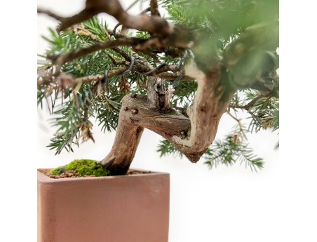 Juniperus Rigida - Genévrier Rigide - 27 cm