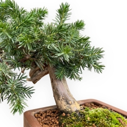 Juniperus Rigida - Ginepro ad aghi - 27 cm