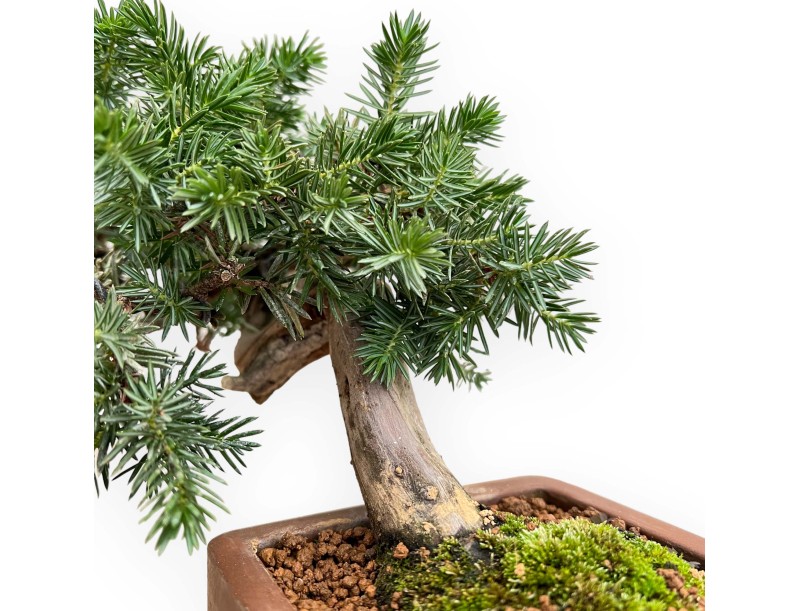 Juniperus Rigida - Genévrier Rigide - 27 cm