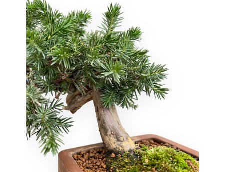 Juniperus Rigida - Jeneverbes - 27 cm