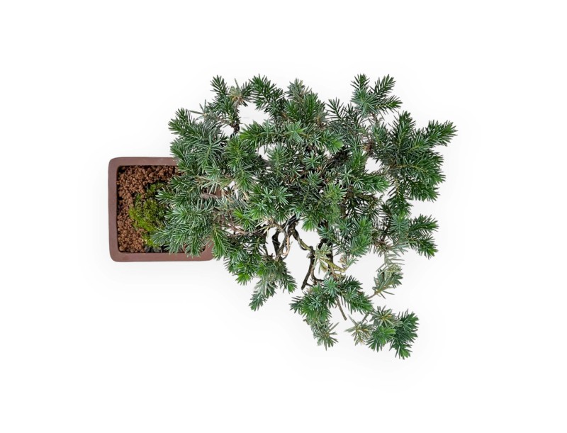 Juniperus Rigida - Genévrier Rigide - 27 cm