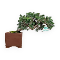 Juniperus Rigida - Wacholder - 27 cm