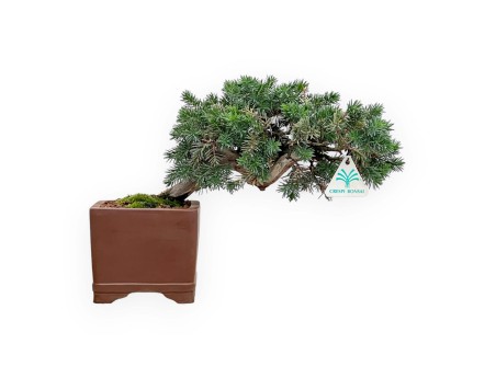 Juniperus Rigida - Wacholder - 27 cm