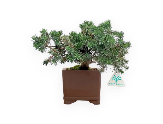 Juniperus Rigida - Temple Juniper - 27 cm 2