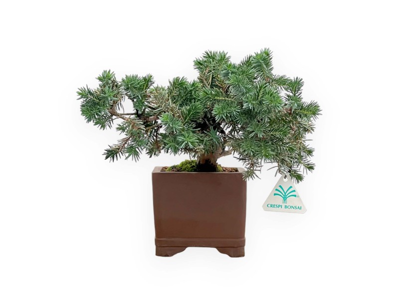 Juniperus Rigida - Temple Juniper - 27 cm
