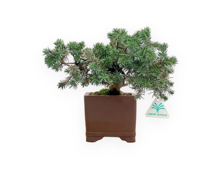 Juniperus Rigida - Ginepro ad aghi - 27 cm
