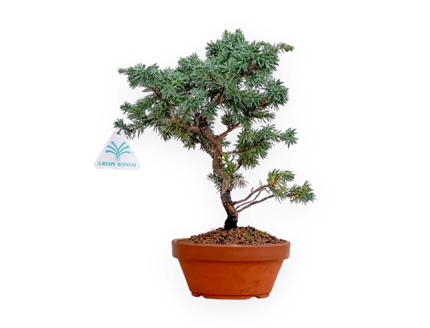 Juniperus Rigida - Temple Juniper - 28 cm 2