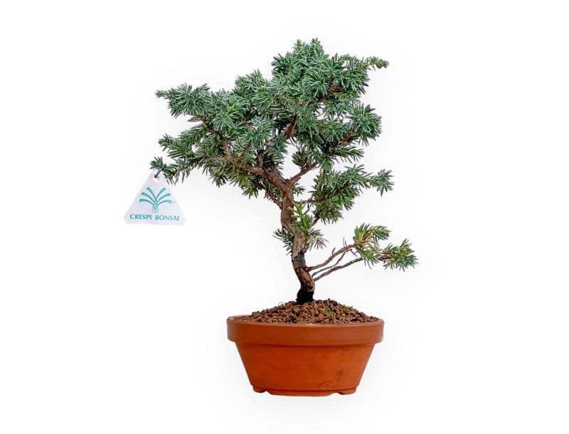 Juniperus Rigida - Ginepro ad aghi - 28 cm