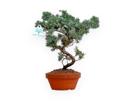 Juniperus Rigida - Enebro - 28 cm