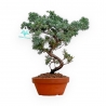 Juniperus Rigida - Wacholder - 28 cm