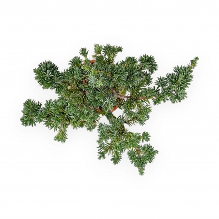 Juniperus Rigida - Genévrier Rigide - 28 cm