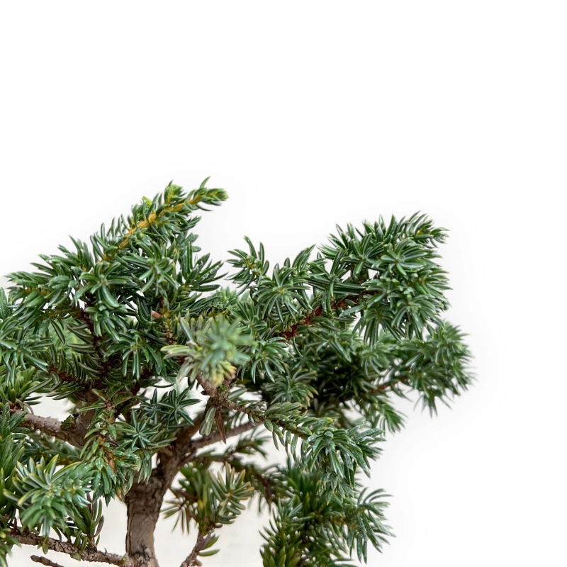 Juniperus Rigida - Enebro - 28 cm