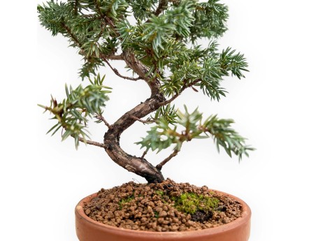Juniperus Rigida - Temple Juniper - 28 cm