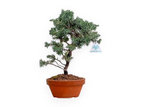 Juniperus Rigida - Jeneverbes - 28 cm