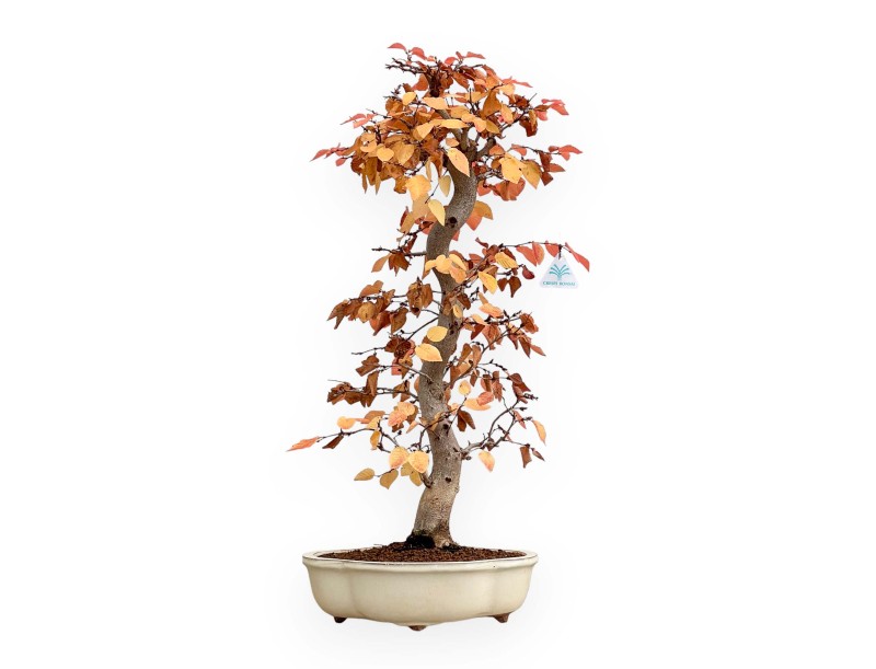 Carpinus Koreana - Charme - 70 cm