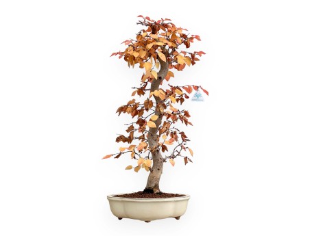Carpinus Koreana - Carpe - 70 cm