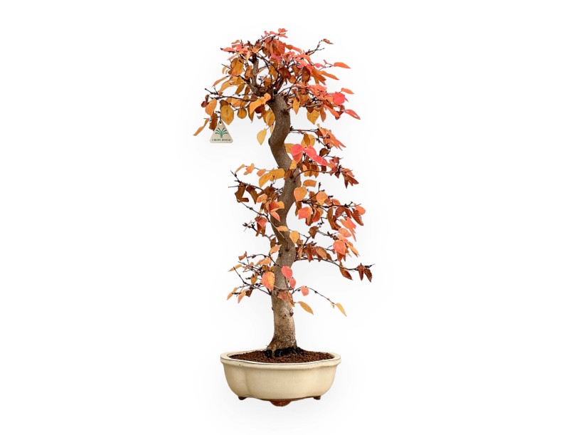 Carpinus Koreana - Carpe - 70 cm