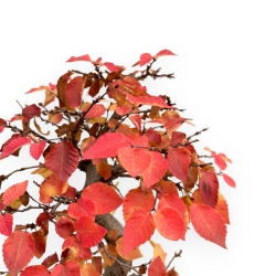 Carpinus Koreana - Hainbuche - 70 cm