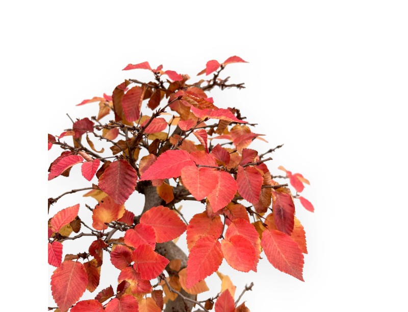 Carpinus Koreana - Haagbeuk - 70 cm