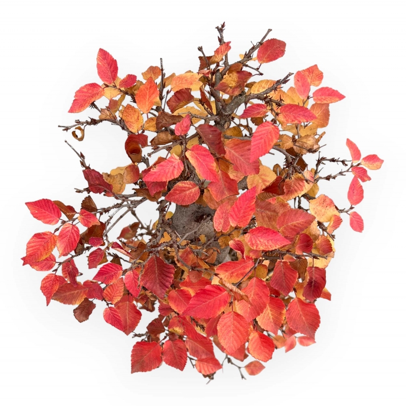 Carpinus Koreana - Haagbeuk - 70 cm