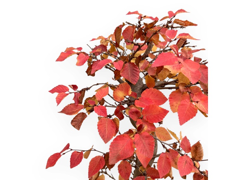 Carpinus Koreana - Hainbuche - 70 cm