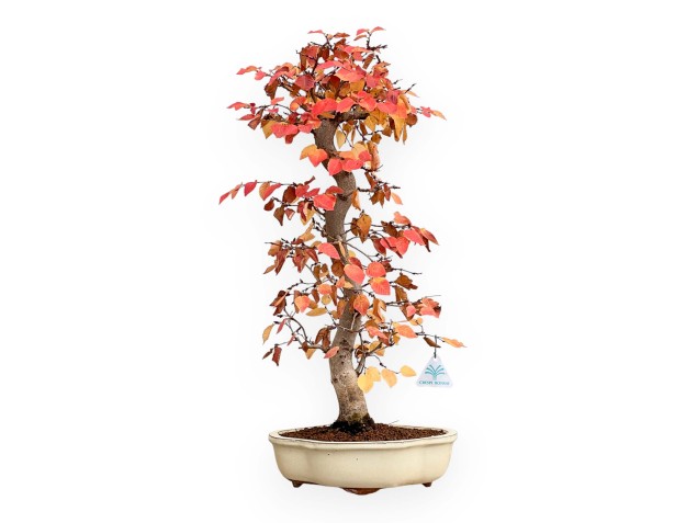 Carpinus Koreana - Carpe - 70 cm