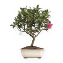Camellia - Camélia - 63 cm