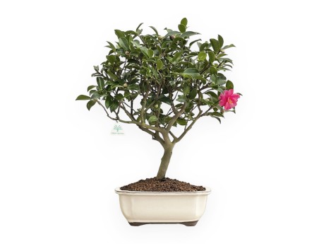 Camellia - Camelia - 63 cm