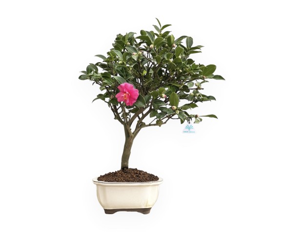 Camellia - 63 cm 2