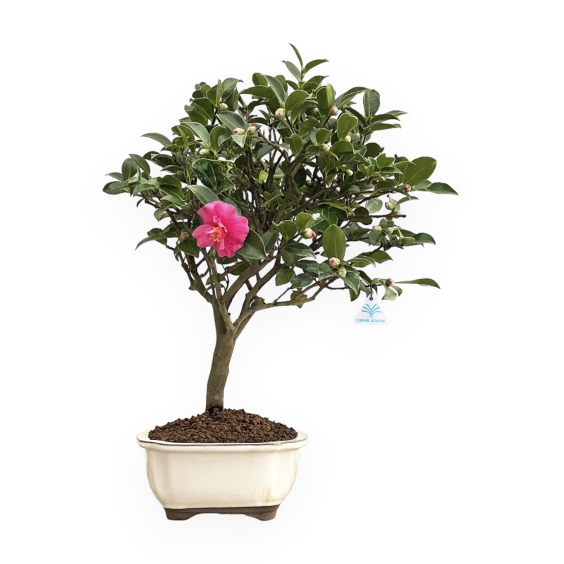 Camellia - 63 cm