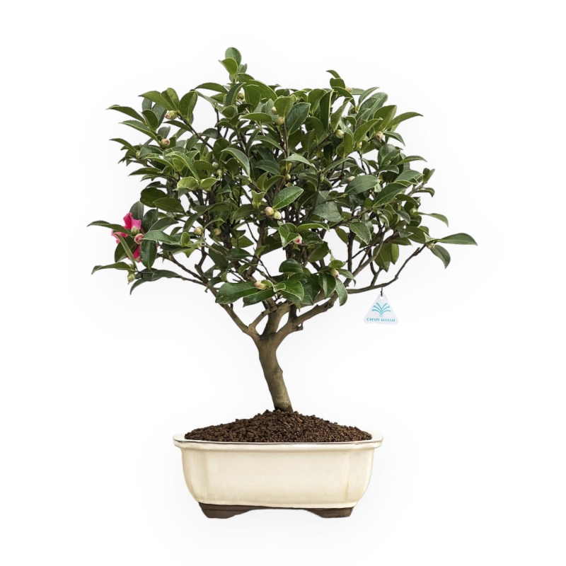 Camellia - 63 cm