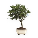 Camellia - 63 cm
