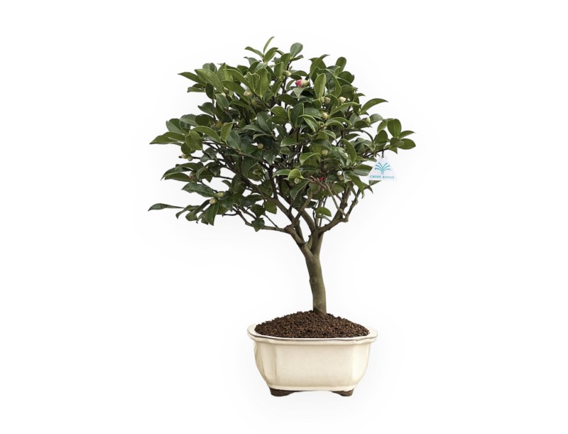 Camellia - Camellia - 63 cm