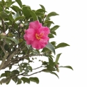 Camellia - 63 cm