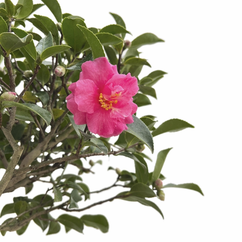 Camellia - 63 cm