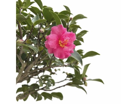 Camellia - Camellia - 63 cm