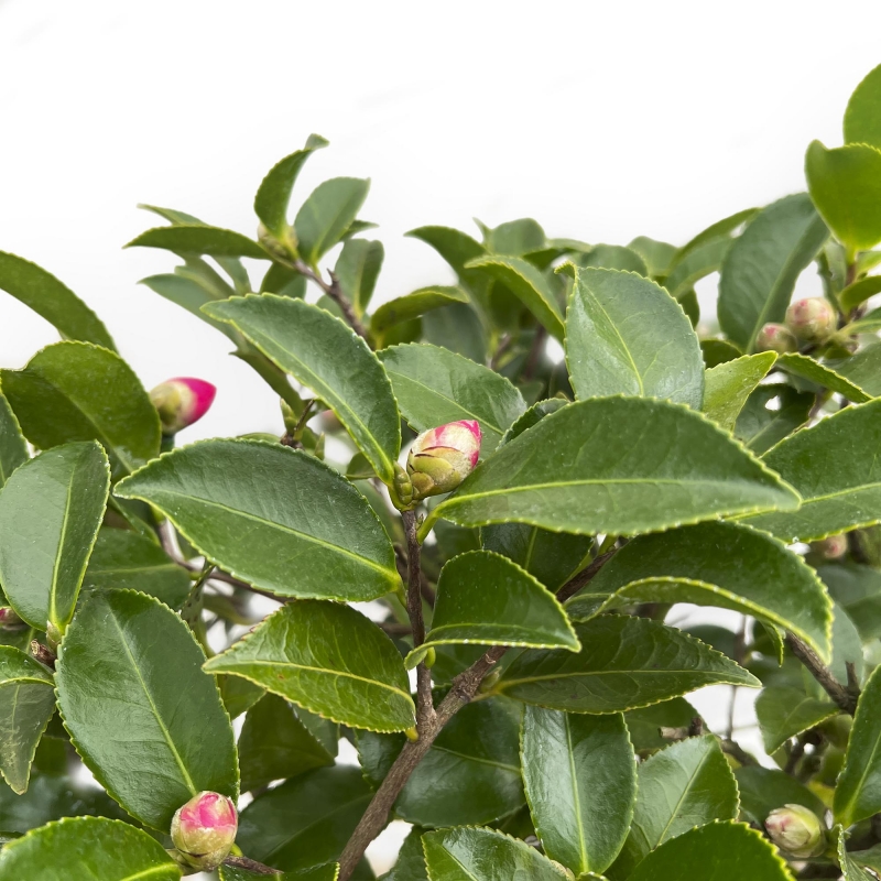 Camellia - 63 cm
