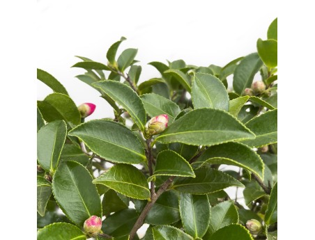 Camellia - 63 cm