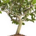Camellia - 63 cm