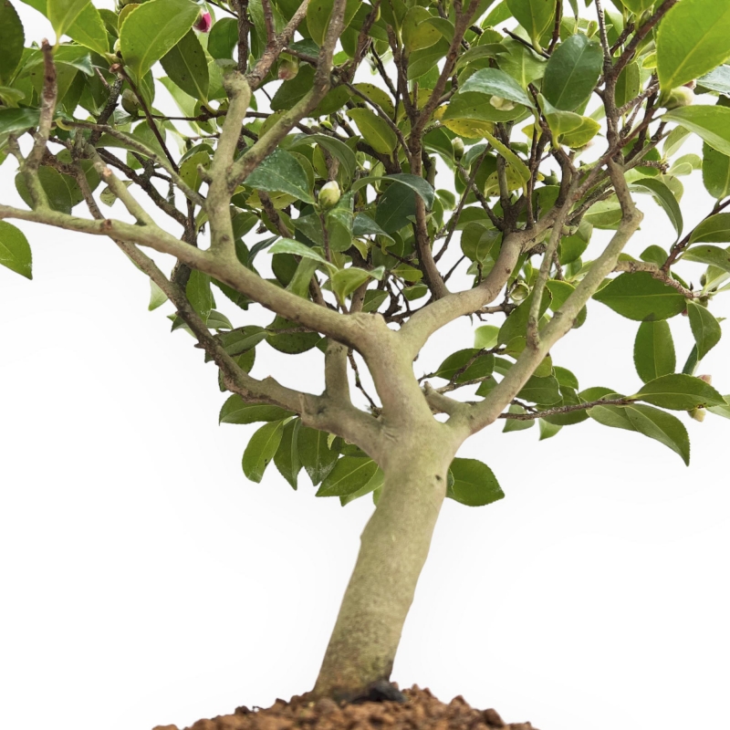 Camellia - 63 cm