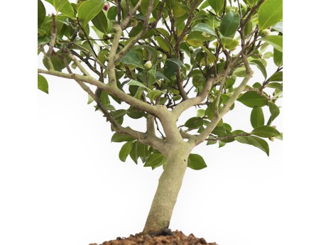 Camellia - Camellia - 63 cm