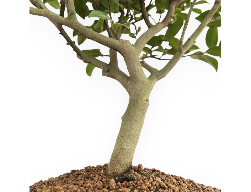 Camellia - Camellia - 63 cm